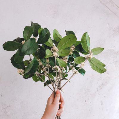 白落梅的岁月静好现世安稳,白落梅岁月静好现世安稳讲的是啥