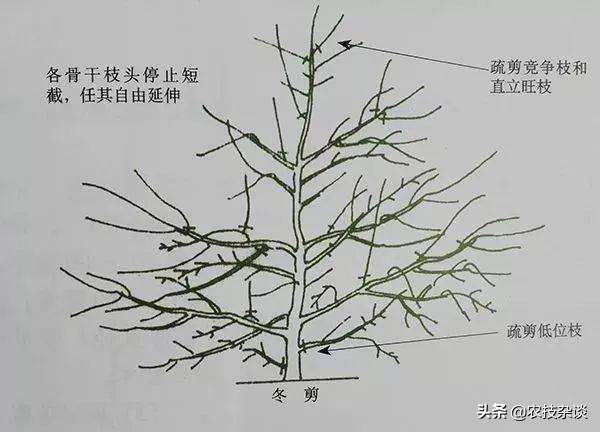 盛果期苹果树修剪的任务是什么,苹果树如何促进枝条生长