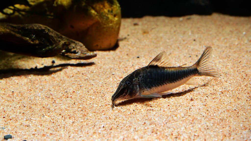 养鼠经验总结,鼠鱼的养殖方法和注意事项