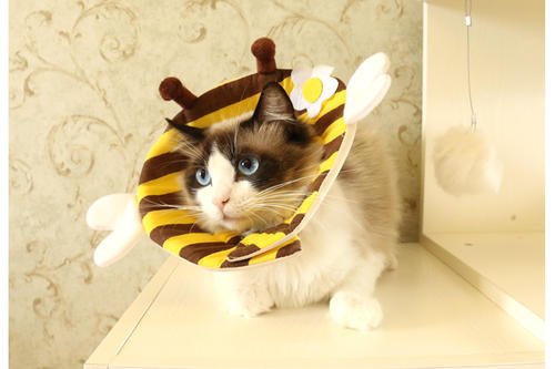 怀孕母猫有猫癣怎么办,怀孕母猫猫癣怎么处理