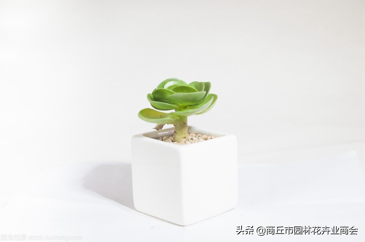 金钱木叶子发黄发软掉叶怎么回事,多肉金钱木叶子发黄发软枝干变细