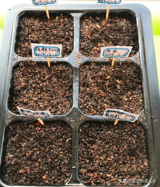 发芽最快的多肉种子,多肉种子发芽生长过程