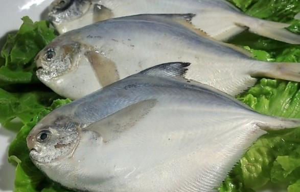 银鲳鱼和金鲳鱼哪个刺少,银鲳鱼金鲳鱼哪个好吃刺少