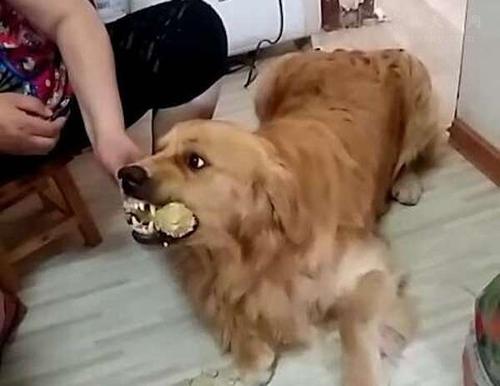 狗狗护食放任不管，担心酿成恶果，用这几种办法让狗狗改正坏习惯