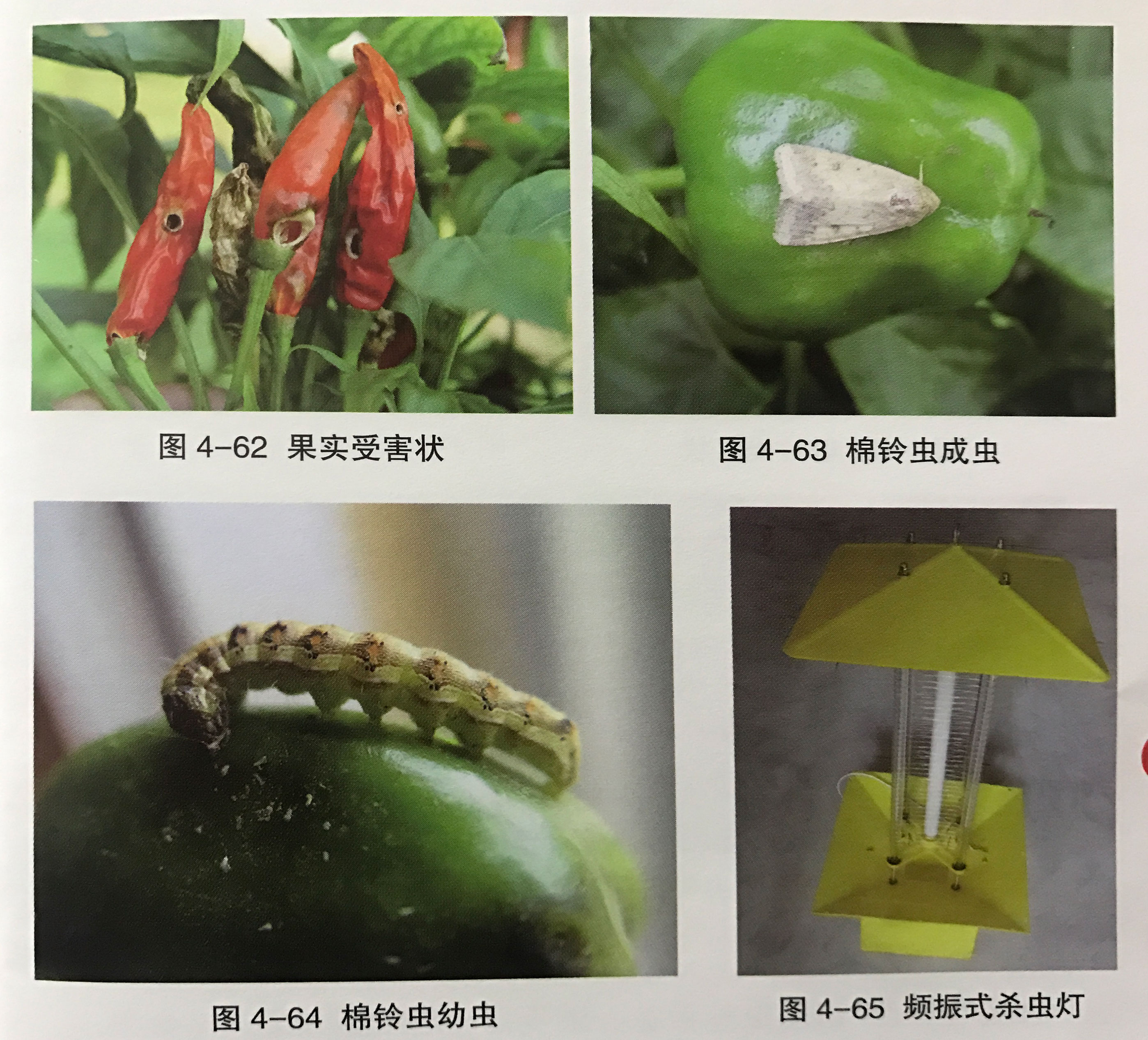 大蒜素防治辣椒虫害,辣椒田地下虫害用哪种农药效果好