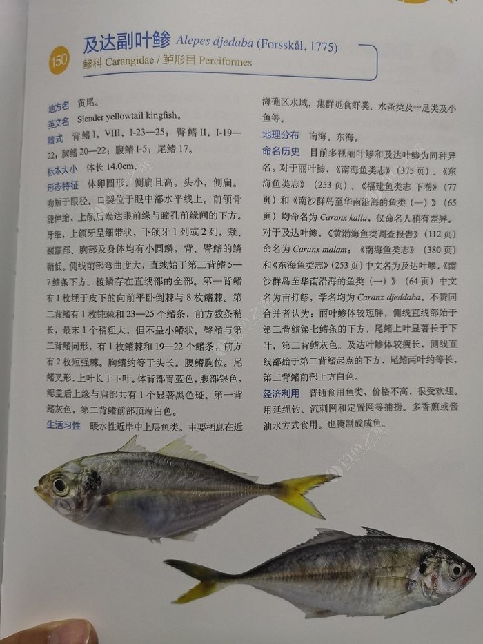 矶钓一竿远,精彩矶钓