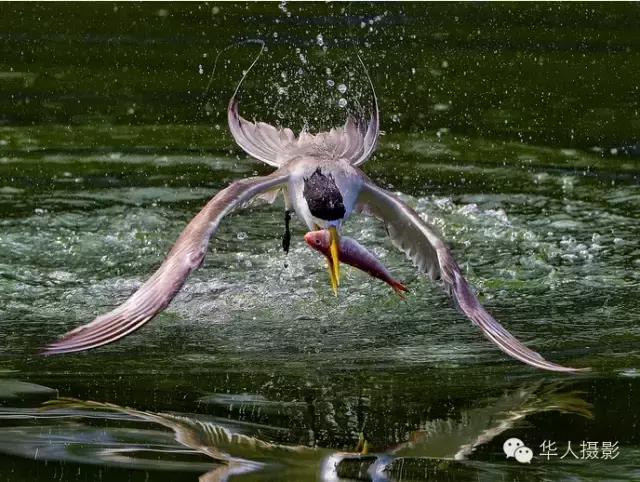 大美中国主题摄影作品征集启事,第五届华人摄影展入选名单