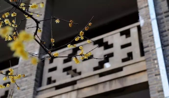 上海松江二中特色,上海市松江二中校园风光