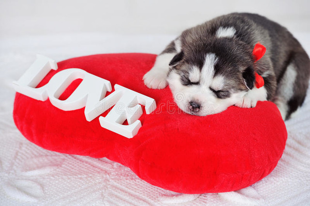 智能语音电话机器人哪个靠谱,电话机器人有哪些