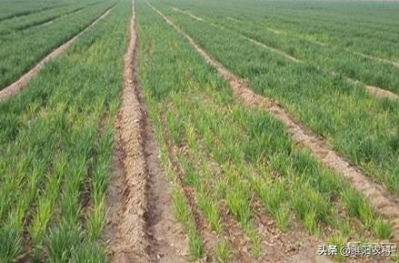 小麦大面积死苗怎么办,小麦枯死连根烂了怎么办