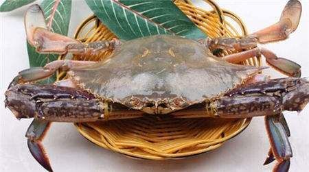 渤海湾野生海鲜图片,渤海湾海鲜为什么好