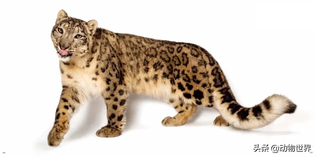 十大濒危动物国际珍惜动物保护日,世界珍稀保护动物保护日