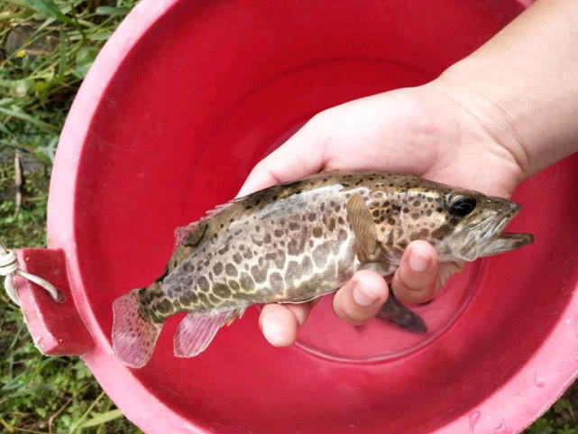 路亚野钓鳜鱼用多长竿,路亚竿野钓鳜鱼