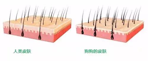 春暖花开，又到了狗狗皮肤病高发期