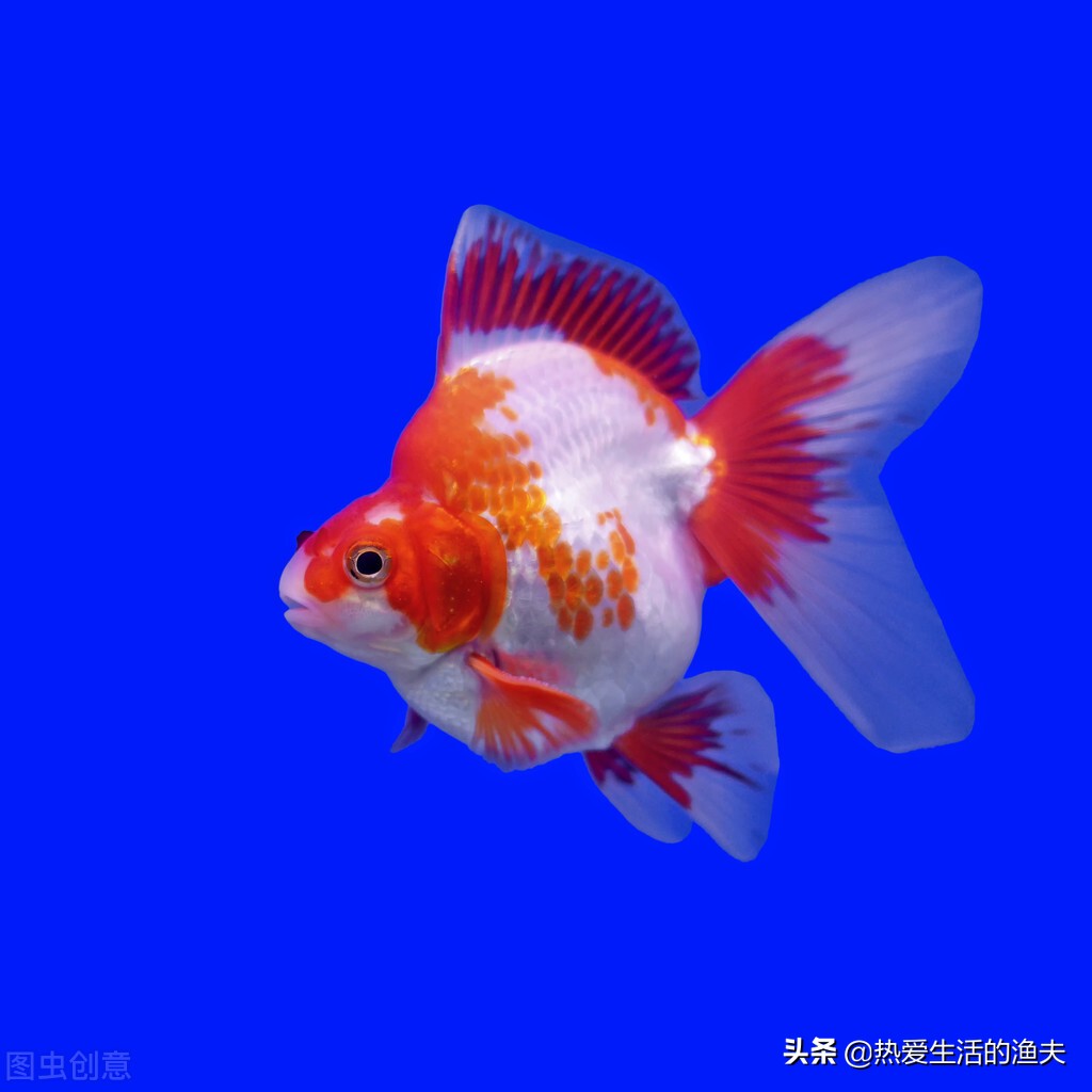 养金鱼彻底换水的正确方法,养金鱼多长时间换一次水怎么换水