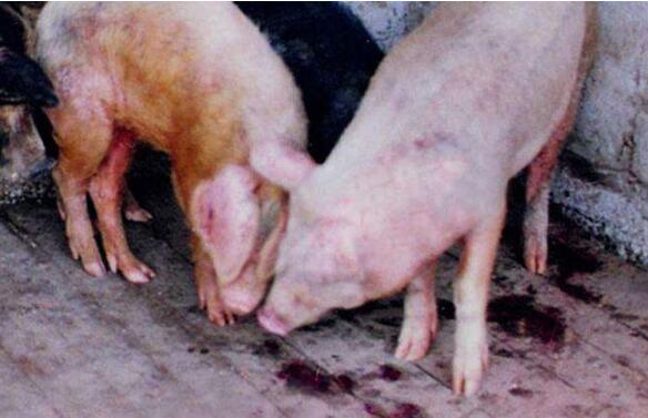 小猪拉稀用土霉素可以吗,小猪拉稀土霉素加诺氟沙星