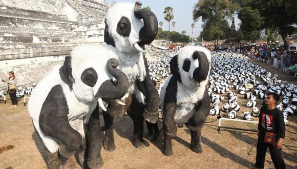 国外拿这些动物cos大熊猫！租不到大熊猫，外国人也有办法！