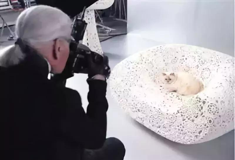 老佛爷的猫继承多少遗产,老佛爷去世了猫继承了多少遗产