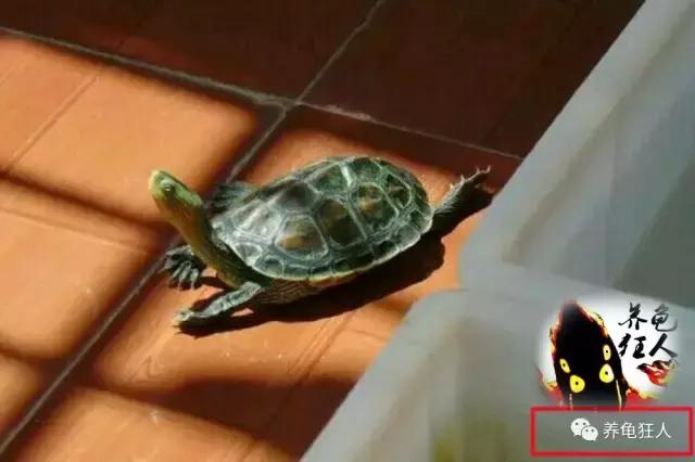 南石龟草龟花龟哪个体型大,草龟花龟珍珠龟哪个更好养