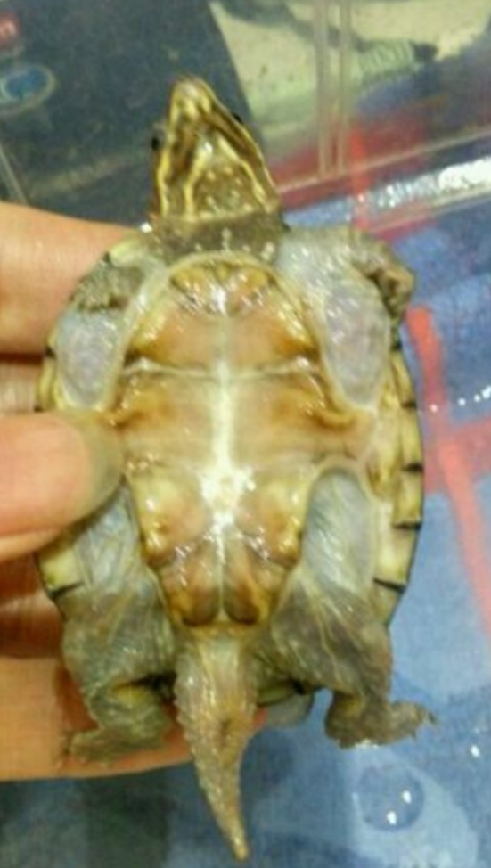 麝香龟的繁殖方法图解,麝香龟繁殖箱