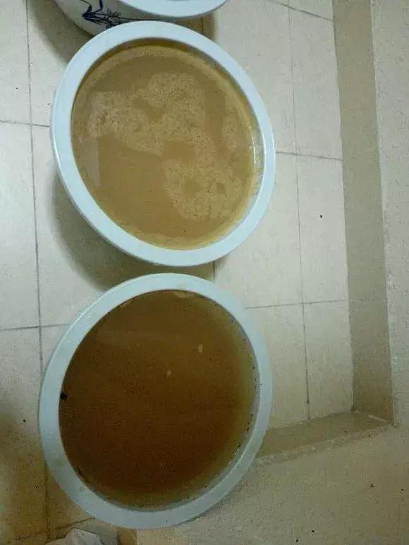 君子兰干湿交替,君子兰砍头变群兰的养护方法