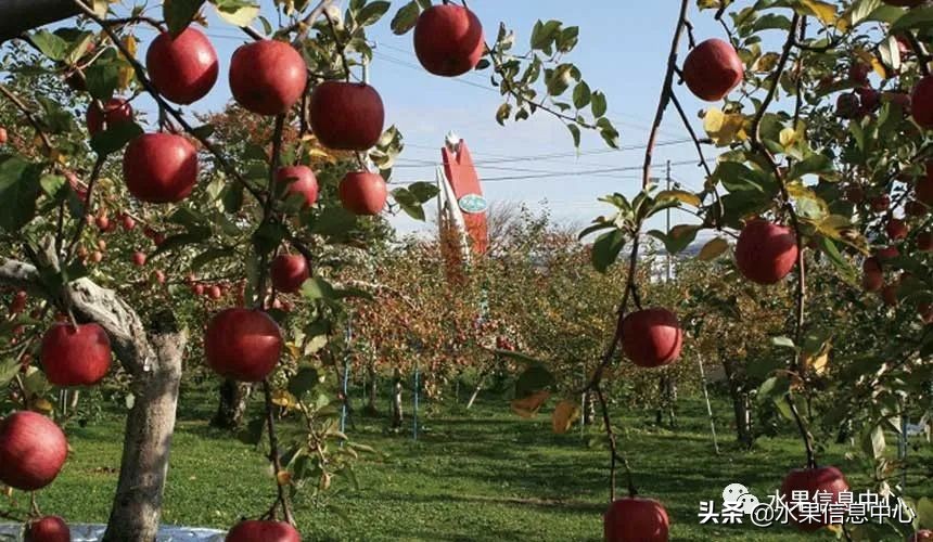日本苹果种植现状,为什么日本苹果质量比中国的好
