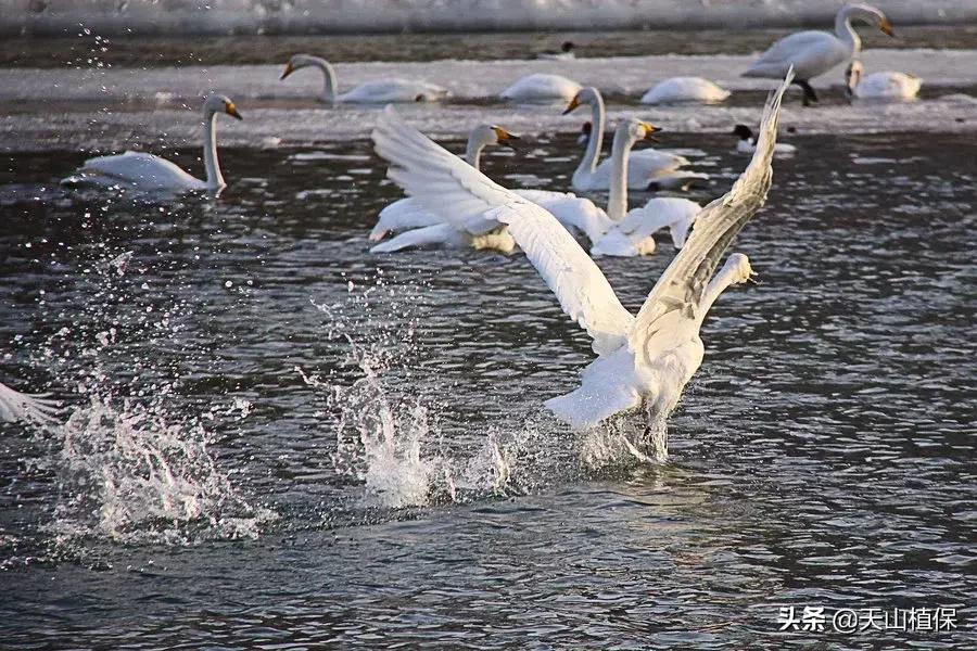 *疆新**库尔勒彻底火了！登上央视让世界瞩目，为库尔勒而骄傲