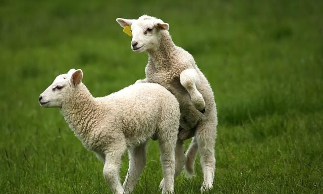 动物没有思想为什么要繁育后代,动物为什么没接受教育