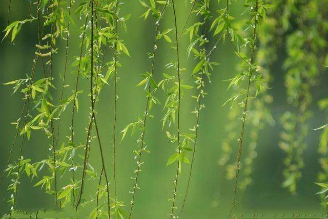咏柳是曾巩写的还是贺知章写的,贺知章咏柳和曾巩咏柳的异同