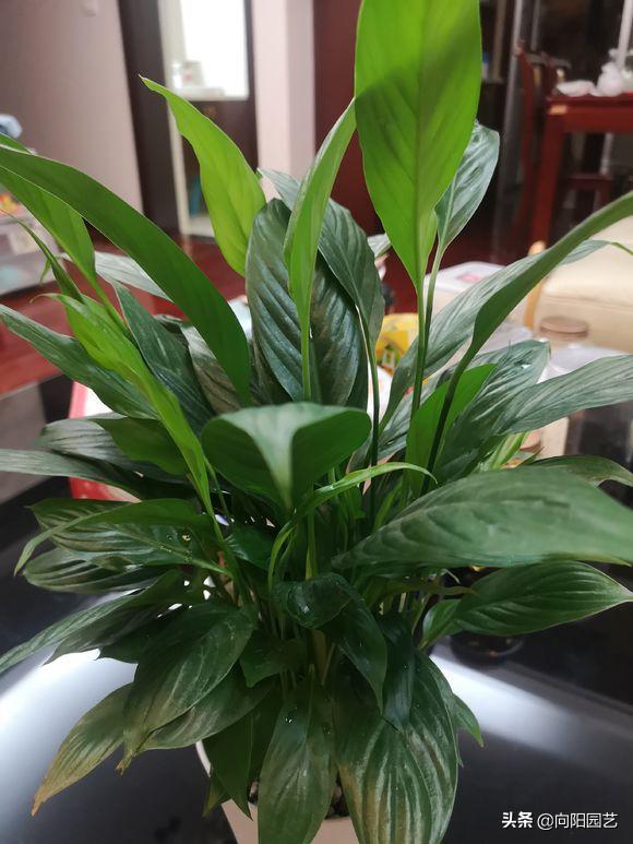 新房装修去除甲醛养什么植物,新装修房子放什么植物除甲醛好