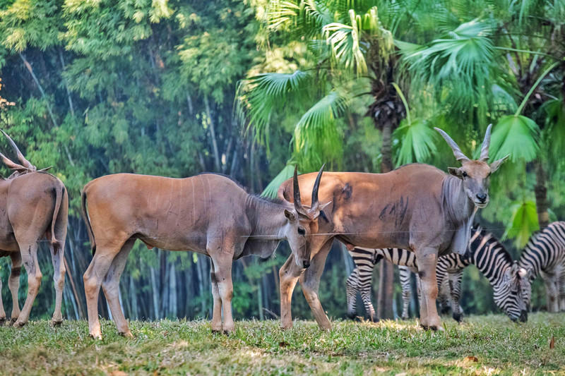 广州长隆野生动物世界的游玩攻略,广州长隆野生动物世界一日游回顾