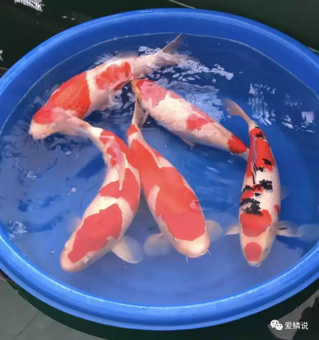 全场八折优惠活动正在火爆进行中,锦鲤网上商城