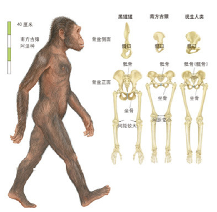 人都是女性生的，在人类出现前，世界上第一个女性是从哪里来的？