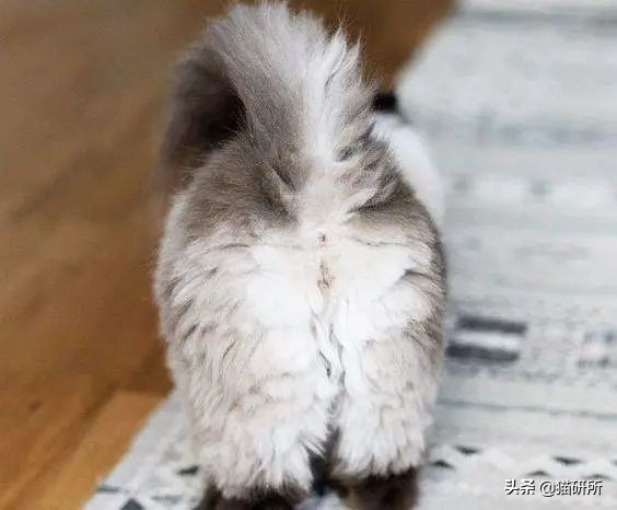 猫咪会长毛囊炎吗,猫咪会长老年斑吗