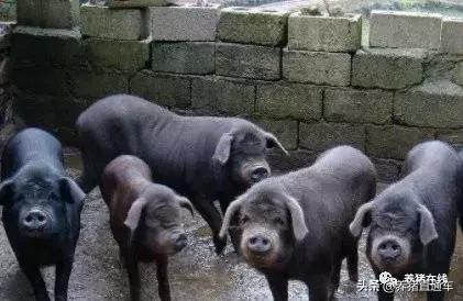 国内生猪品种大全,中国17个生猪品种
