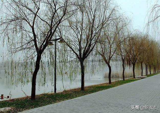 春节返乡，老人常说走不睡杨，留不睡柳，看完明白其中道理