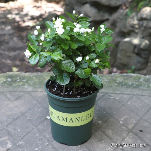 出门不在家怎么给家里的花浇水,出远门再也不用担心你会不会生病