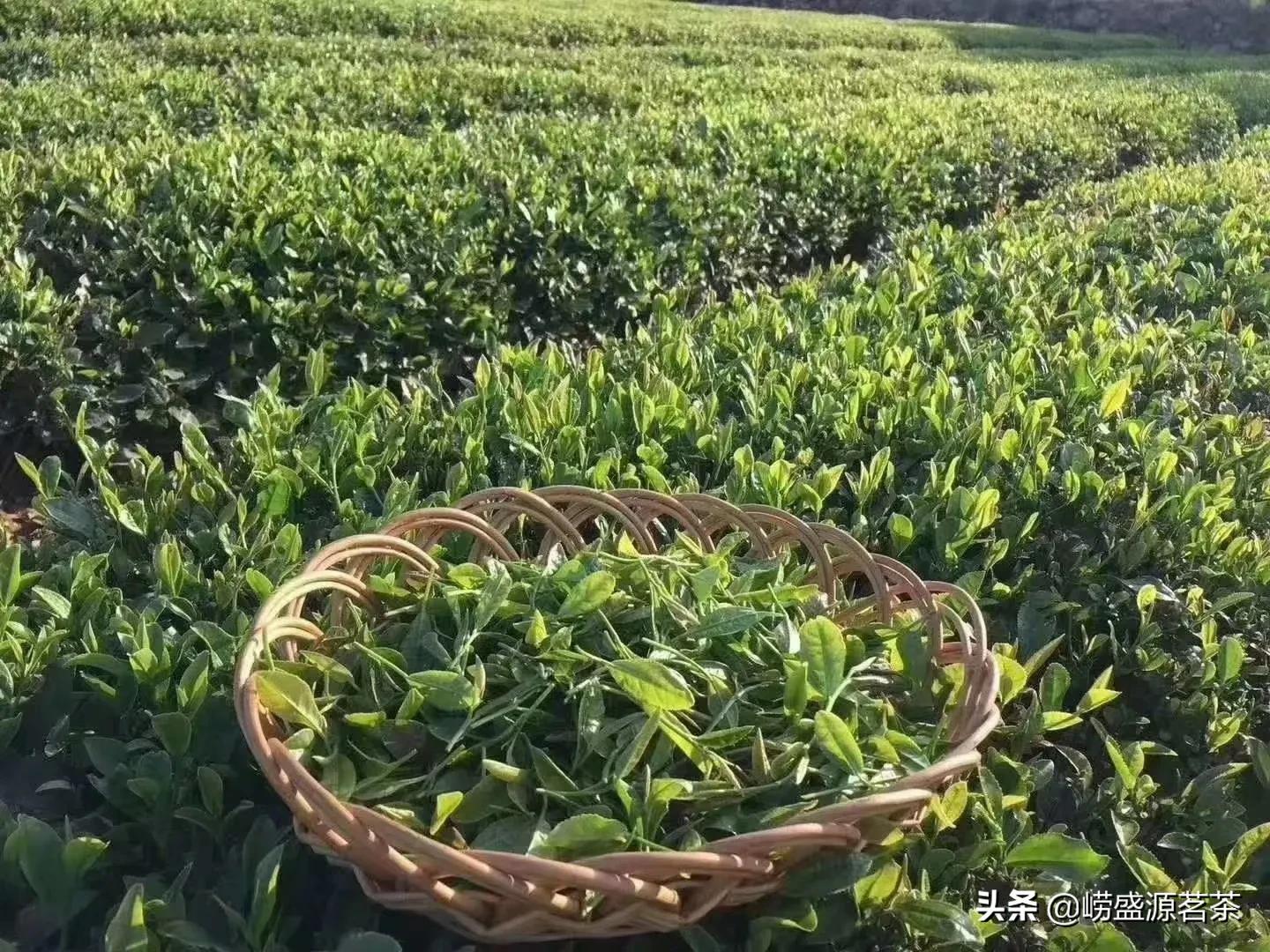 青岛崂山茶的特点,青岛崂山茶叶简介