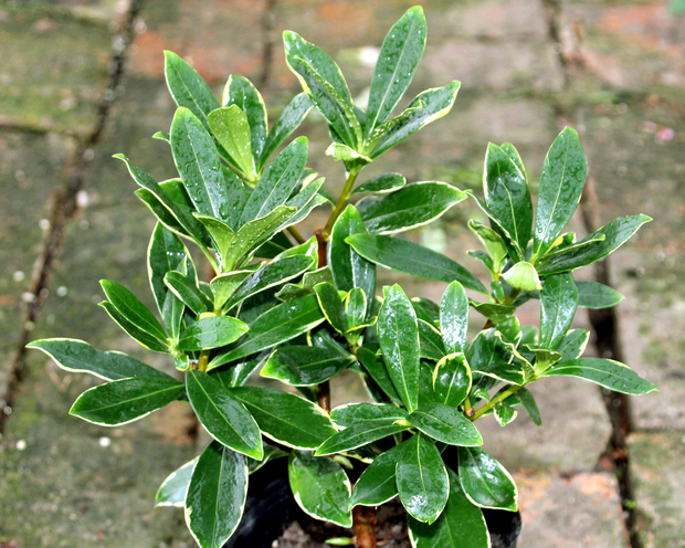 十月养什么盆栽最好,十月养这6种花建议穷养