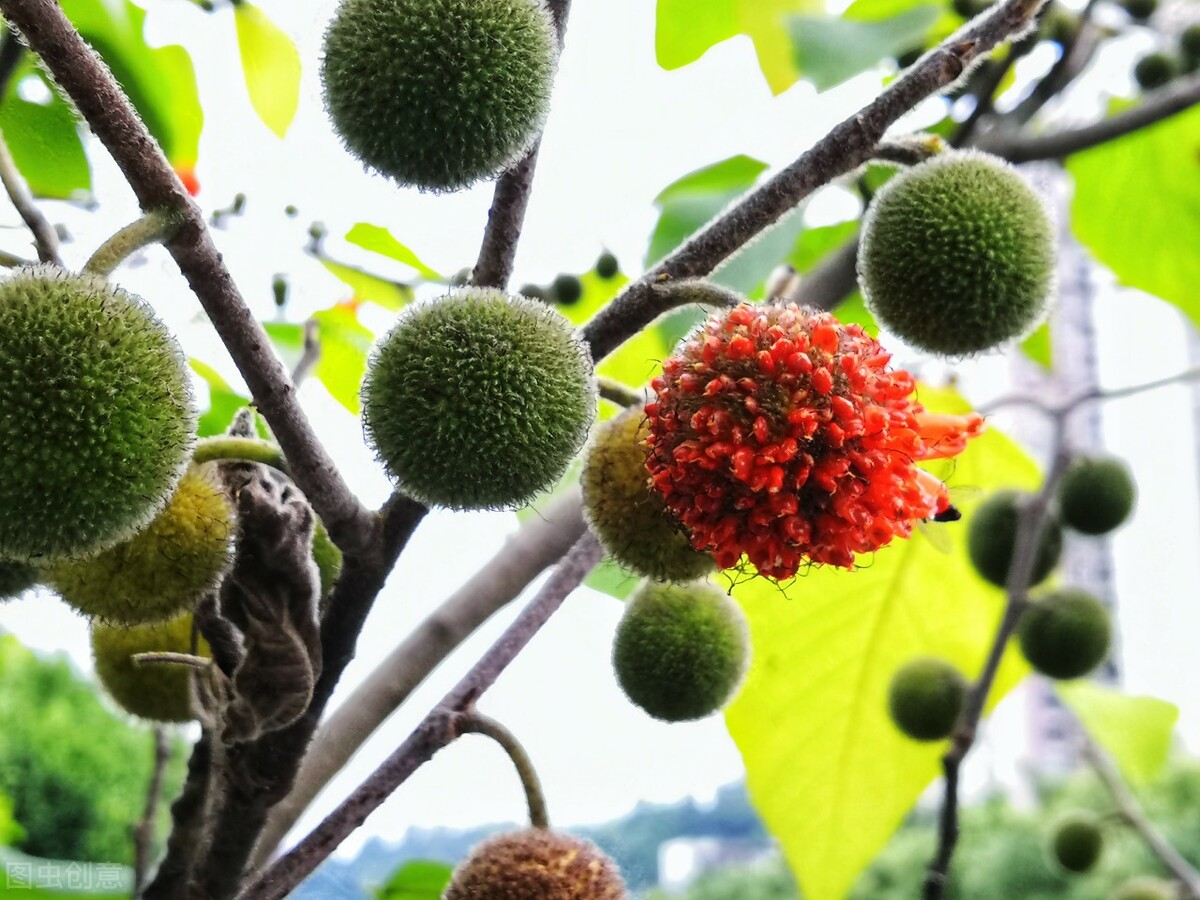 为什么那种高楼层的水泥地会长草？这些草是怎么来的？