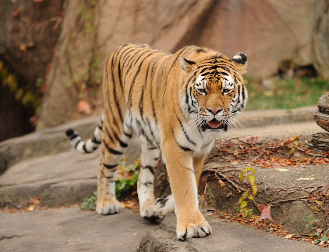 铁汉有柔情吗？看看老虎的繁殖与交配，了解冷门的知识点