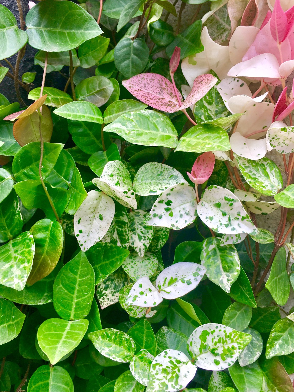 18种院子好看的花儿,18种漂亮的花