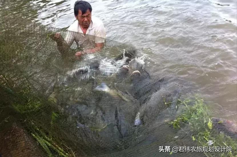 湘御明月湖,湘御明月湖山庄钓鱼