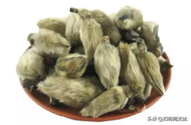 中药四百味之辛夷,中药名辛夷