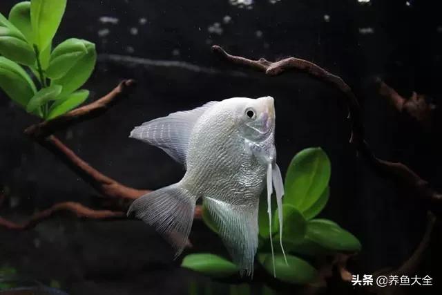 电视柜养鱼,电视柜旁边养鱼好不好