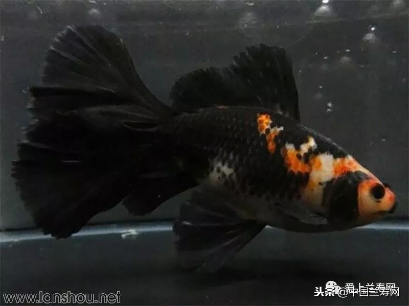 十大最稀有的金鱼品种,比较大的金鱼品种有哪些