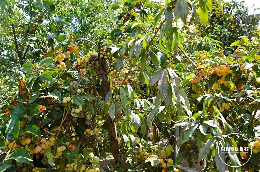 银川清真的农家乐烤全羊哪家好吃,银川烤全羊的海鲜自助推荐