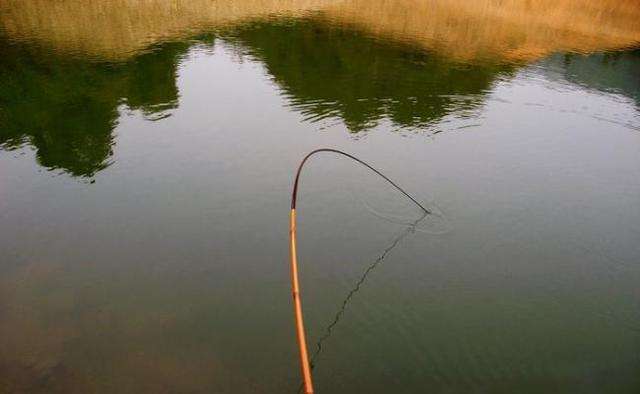 鲤鱼脱钩了还会进窝吗,鲤鱼脱钩的解决方法