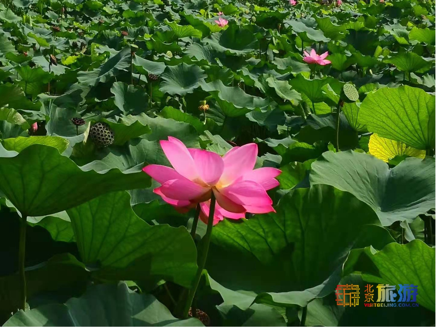 什刹海傍晚怎么玩,什刹海附近晚上适合玩的地方