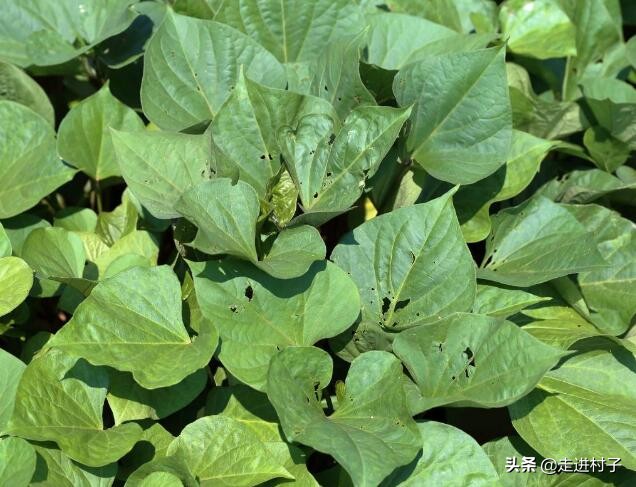 红薯怎样种出长条形,红薯怎么种植长藤